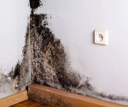 Mold Removal Masters Queens