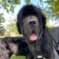 Pure Maintenance of Central Jersey ico