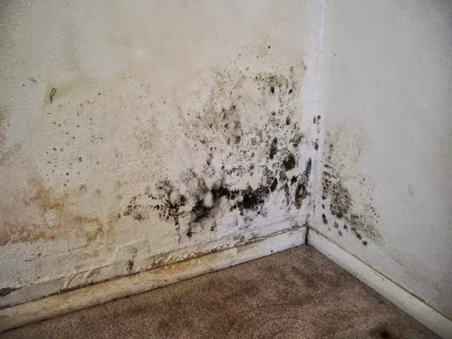 Waterproofing 4 Less LLC Mold Remediation And Waterproofing Specialist Picture 5