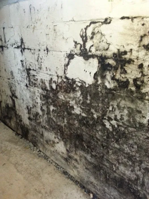 Waterproofing 4 Less LLC Mold Remediation And Waterproofing Specialist Picture 1