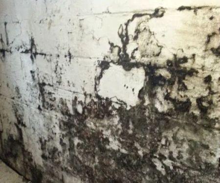 Waterproofing 4 Less LLC Mold Remediation And Waterproofing Specialist