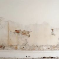 Queens Mold Removal ico