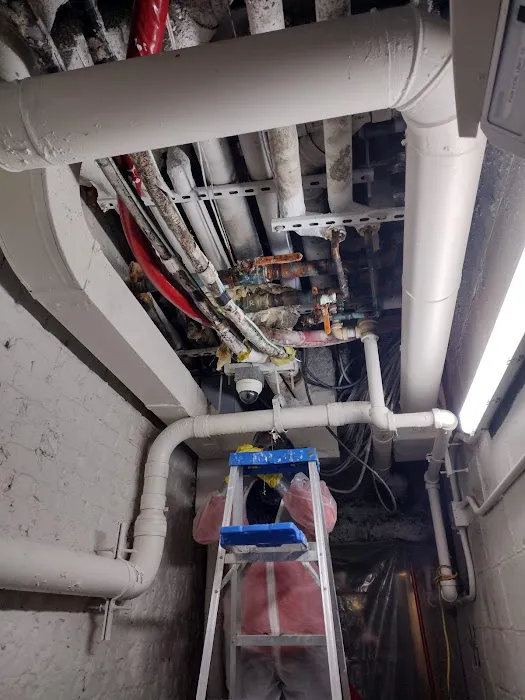 Queens Mold Removal Picture 5