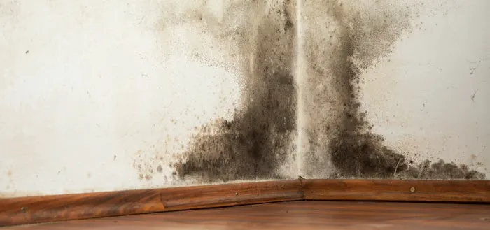 Alchemy Disaster Group - LBI Picture 3