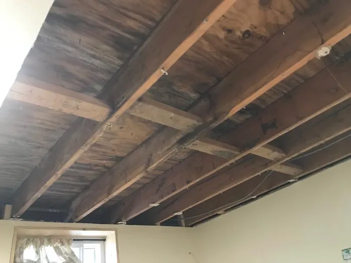 Long Island Best Mold Removal Picture 5