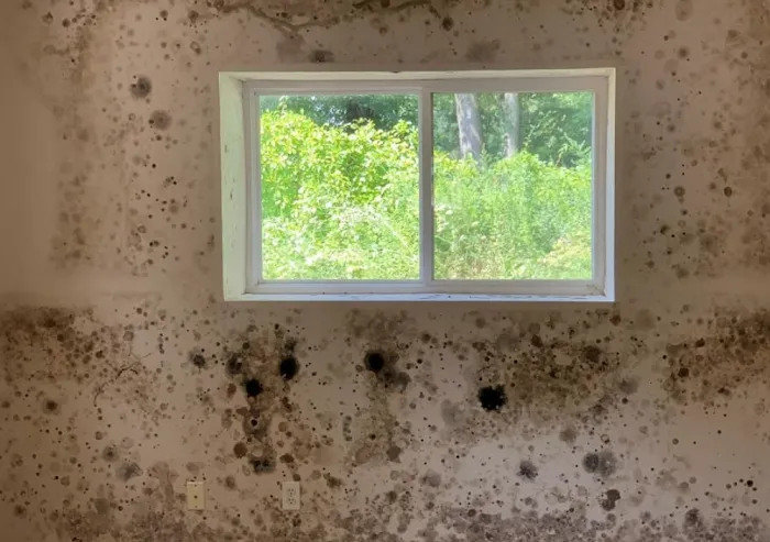 Long Island Best Mold Removal Picture 6