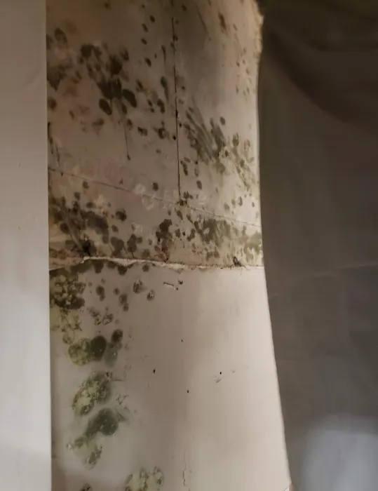 Freeport Mold & Water Damage Restoration Picture 7