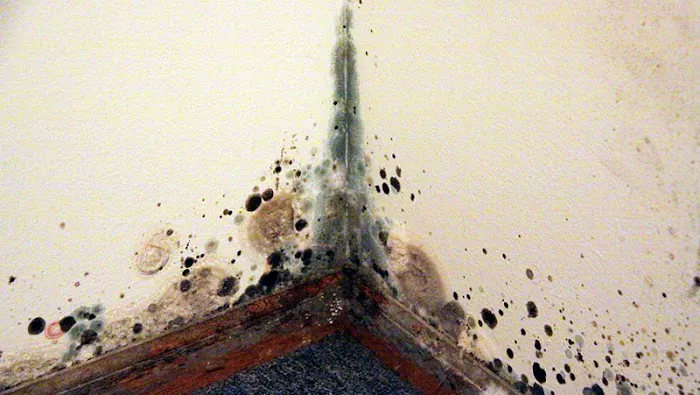 Giordano Restoration Picture 10