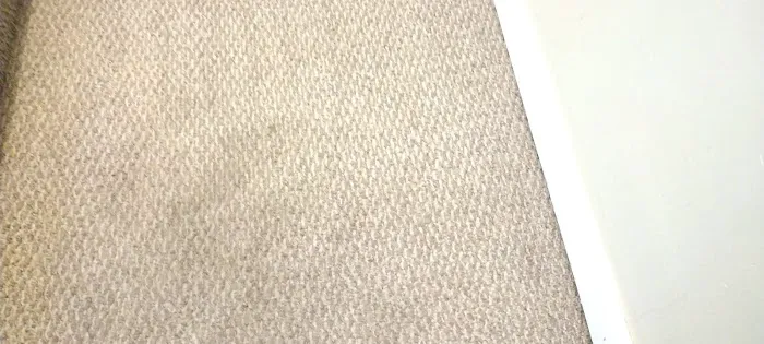 Longo Carpet Cleaning and Restoration Picture 6