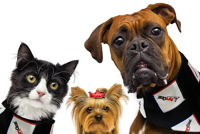 PuroClean of Massapequa Picture 3