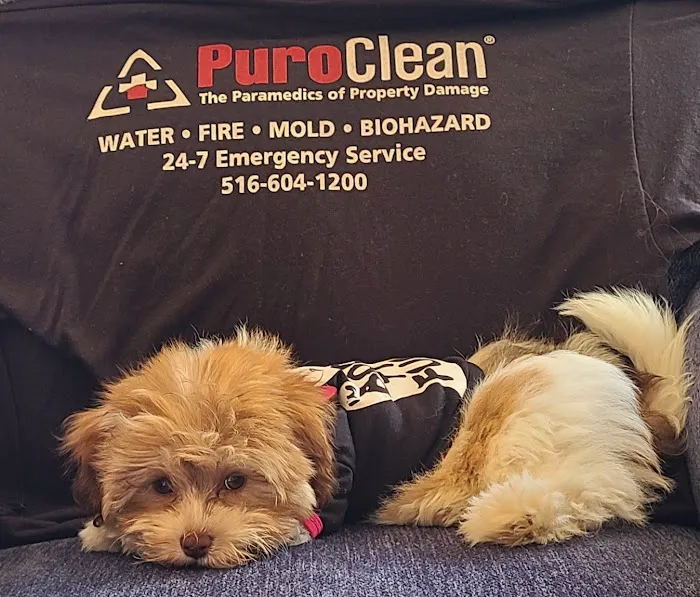 PuroClean of Massapequa Picture 4