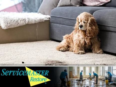 ServiceMaster by American Restoration Services Picture 1