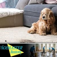 ServiceMaster by American Restoration Services ico