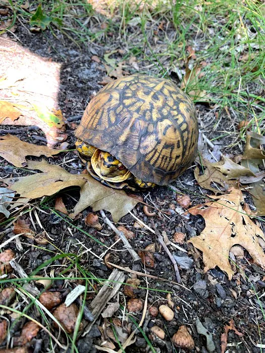 Flood Response of long island Picture 8