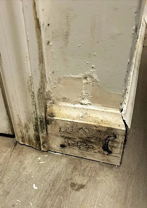 Long Island Mold Guy Picture 4