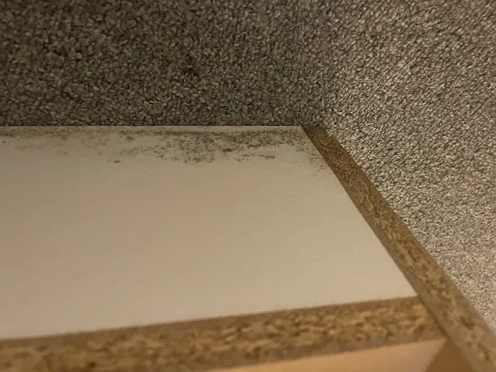 American Eagle Restoration Picture 7