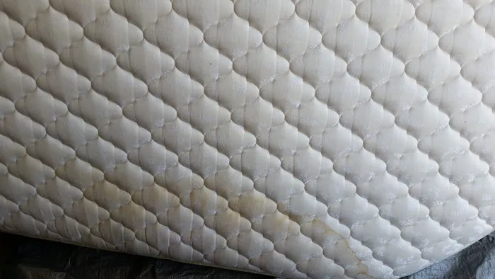 Jennings All Spruced Up Picture 9