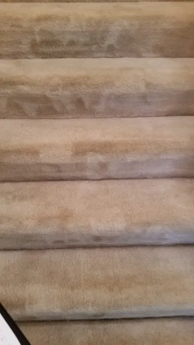 Jennings All Spruced Up Picture 2