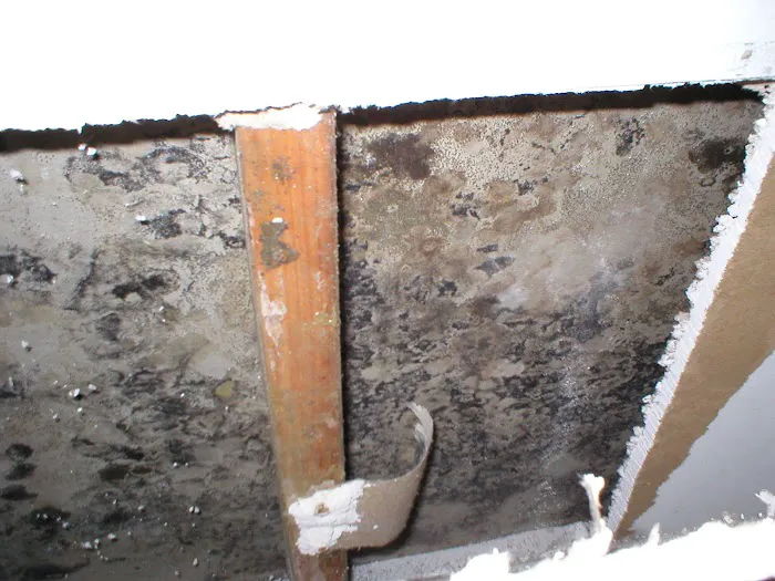 Moldbusters Picture 7