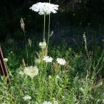 Dry Masters of Maine