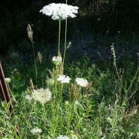 Dry Masters of Maine ico