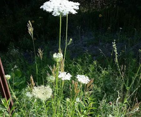 Dry Masters of Maine