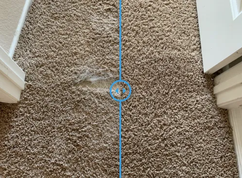 Dan Patch Carpet Cleaning & Restoration Picture 6