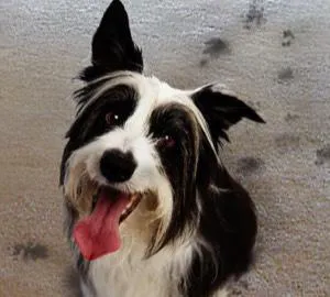 Teddy Bear Services Picture 10