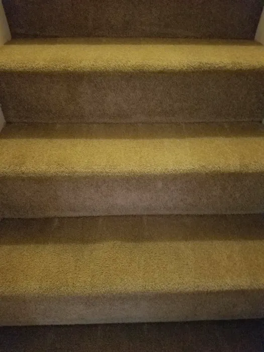 Carpet Cleaning Premier Chem-Dry of NW Florida Picture 8