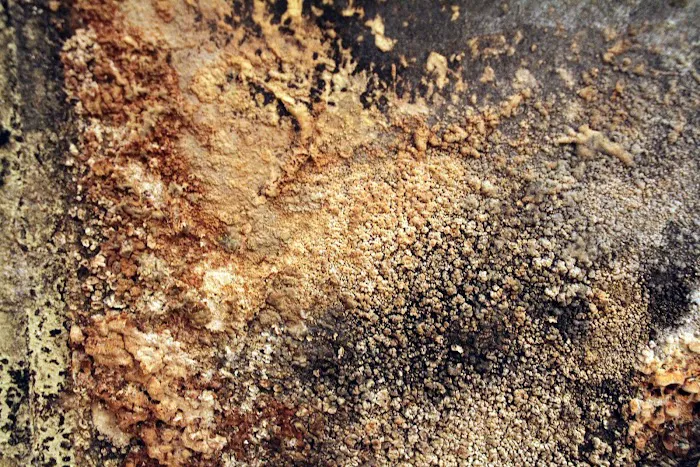 APEX Disaster Specialists Picture 3