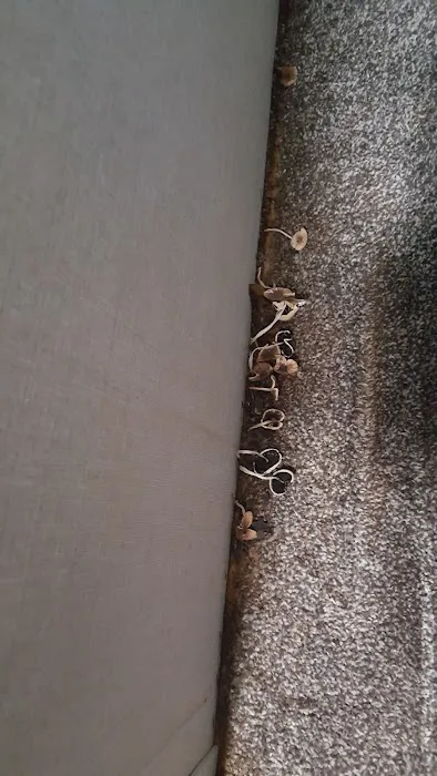 Indoor Environmental Health Systems, LLC Picture 8