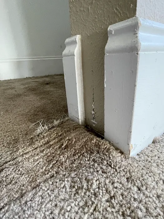 Extreme Carpet Care & Restoration Picture 3