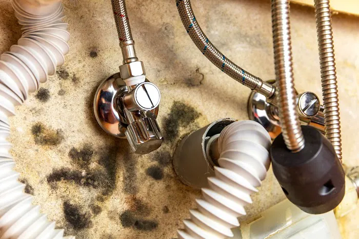 Florida Mold Masters of Southeast Jacksonville Picture 7