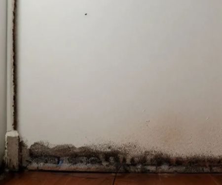 Mold RemovalPros