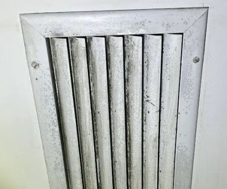 iMold Cleaning and Restoration - Water Damage and Mold Removal Specialists