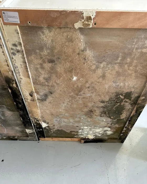 iMold Cleaning and Restoration - Water Damage and Mold Removal Specialists Picture 2
