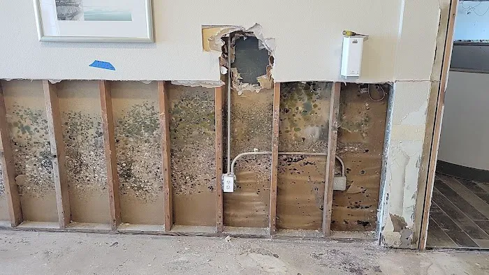 QCI Mold and Water Damage Picture 7