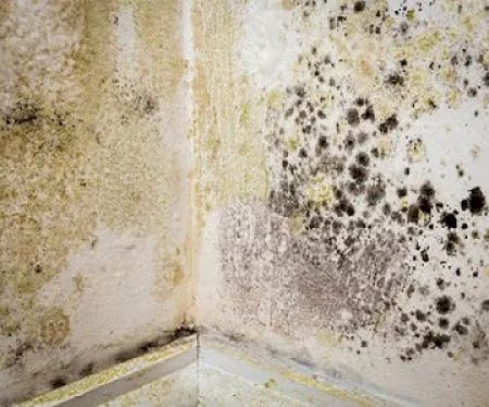 Water Damage & Flood Cleanup Bonita Springs