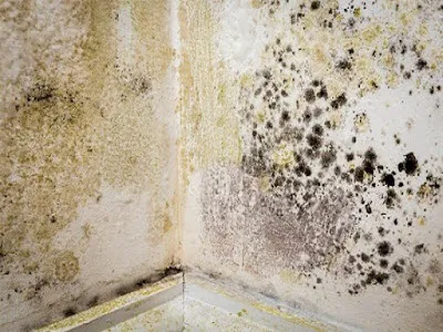 Water Damage & Flood Cleanup Bonita Springs Picture 2