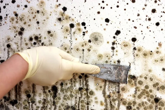 Proremedy SWFL Picture 3