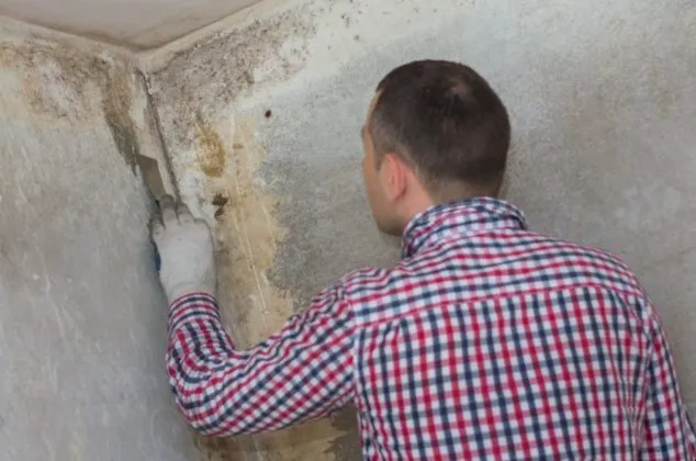 Razant Mold Picture 5