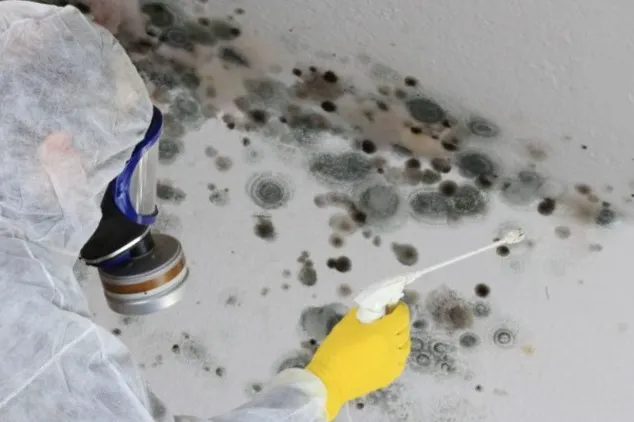 Razant Mold Picture 2