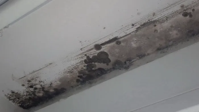 Razant Mold Picture 1