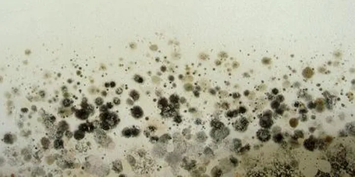 MOLD OR US Picture 4