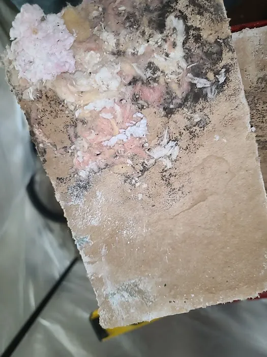 Affordable Mold Removal Experts Picture 7