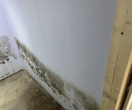 iMold Cleaning and Restoration - Water Damage and Mold Removal Specialists