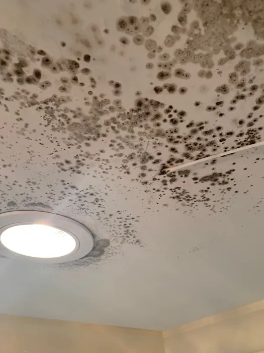 Apex Mold Experts Picture 1