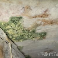 Frontline Fire & Flood ico