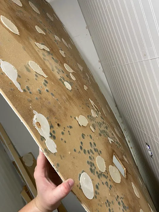 Mr. Mold LLC Picture 9