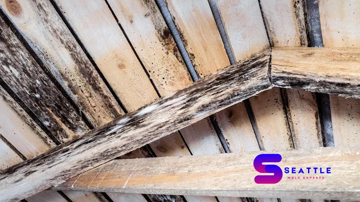 Seattle Mold Experts Picture 3